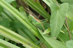 Conocephalus dorsalis