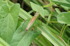 Conocephalus dorsalis