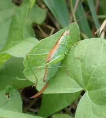 Conocephalus dorsalis