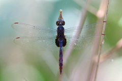 Tauriphila australis