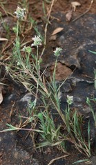 Aeluropus lagopoides