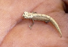 Brookesia tuberculata