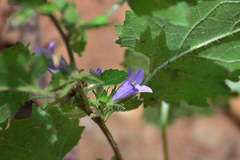 Campanula trachelium