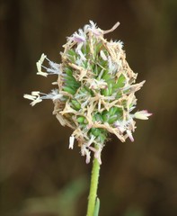 Aeluropus lagopoides