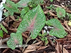 Caladium bicolor