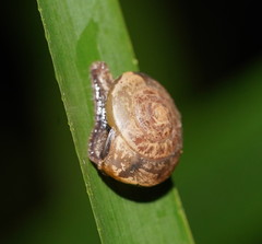 Nitor medioximus