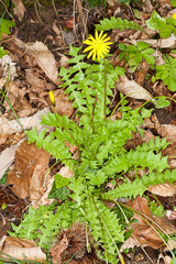 Aposeris foetida