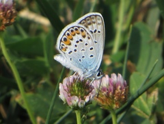 Plebejus argus