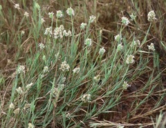 Aeluropus lagopoides