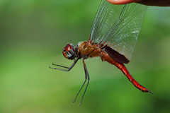 Tramea abdominalis
