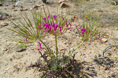 Pelargonium incrassatum
