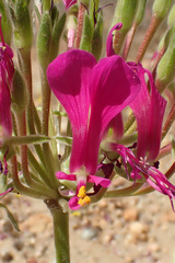 Pelargonium incrassatum