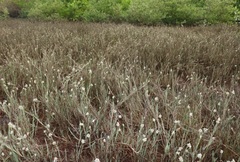 Aeluropus lagopoides