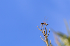 Tramea basilaris