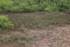 Aeluropus lagopoides