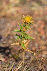 Carlina graeca