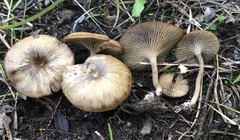 Clitocybe lituus