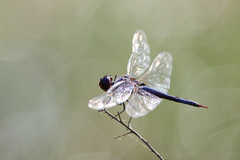 Tramea binotata