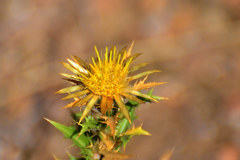 Carlina graeca