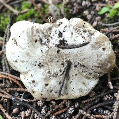 Rhodocybe malenconii