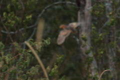 Turnix maculosus
