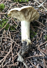 Rhodocybe malenconii