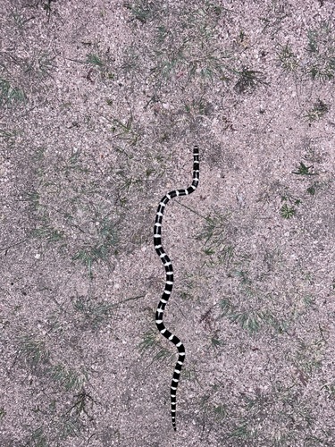 Eastern Bandy Bandy sighting