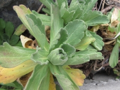 Aster spathulifolius