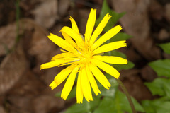 Aposeris foetida