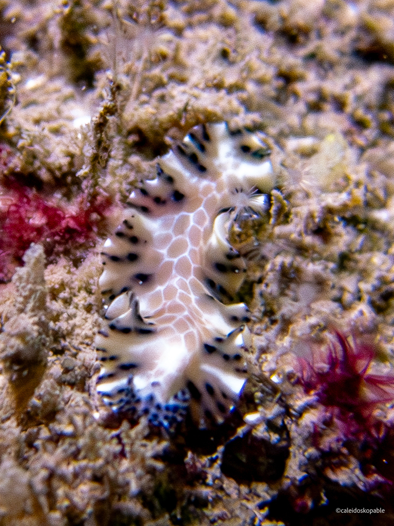 Spotted tiger flatworm