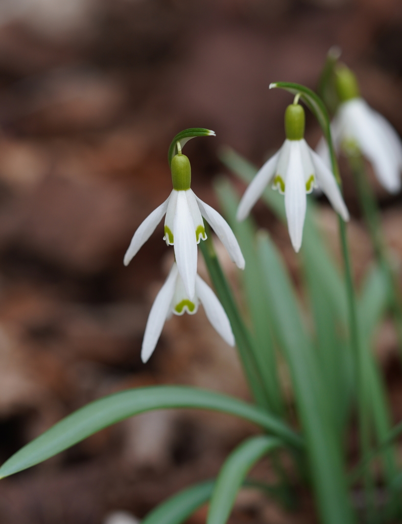 Galanthus nivalis