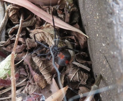 Latrodectus hasselti