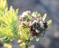 Leucadendron brunioides brunioides