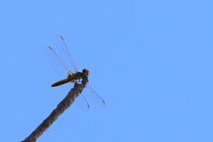 Urothemis assignata