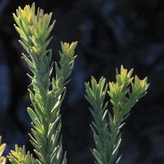 Leucadendron brunioides brunioides