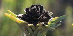 Leucadendron brunioides brunioides