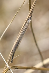 Creoleon lugdunensis