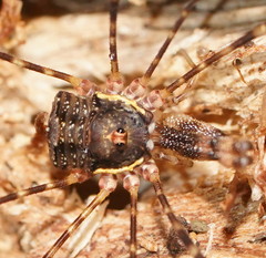 Neopantopsalis thaumatopoios