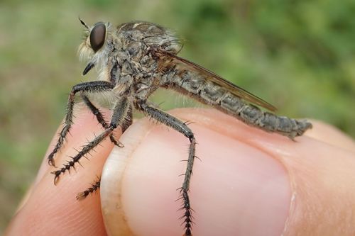 Machimus fimbriatus