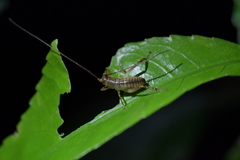 Hemideina crassidens