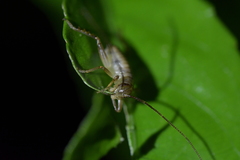 Hemideina crassidens