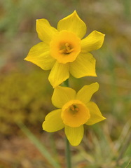 Narcissus assoanus