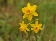 Narcissus assoanus