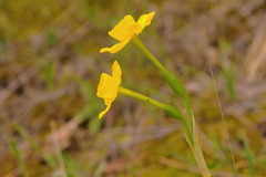 Narcissus assoanus