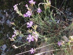 Dianthus graniticus
