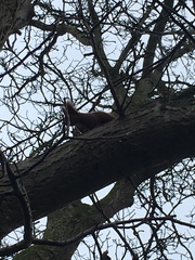 Sciurus vulgaris