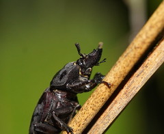 Ryssonotus nebulosus