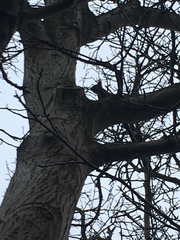 Sciurus vulgaris
