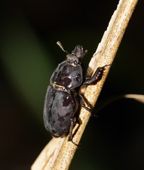 Ryssonotus nebulosus
