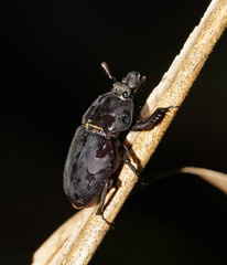 Ryssonotus nebulosus